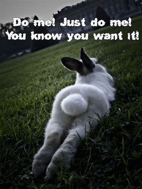Sexy Bunny Animals Know Your Meme