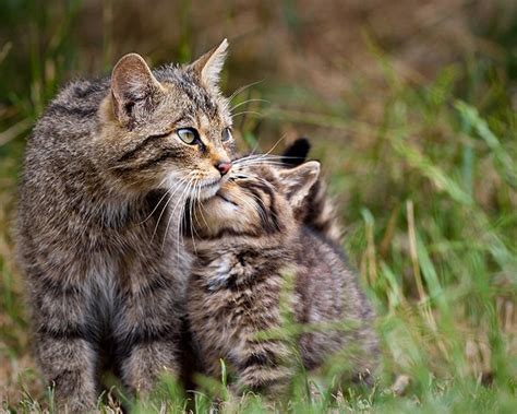 10 Adorable Adult Cats With Their Insanely Cute Mini Me Counterparts