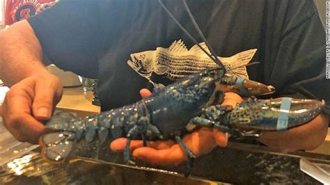 Seafood Restaurant Gets Surprise Blue Lobster