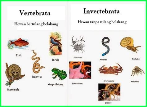 Maybe you would like to learn more about one of these? Lengkap! Contoh Hewan Vertebrata dan Invertebrata - Ekor9.com
