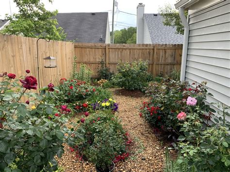My Backyard Rose Garden Gardening