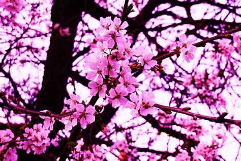 Supervito has uploaded 13632 photos to flickr. Cherry blossom Fiori di ciliegio | Fiori di ciliegio, Fiori, Paesaggi