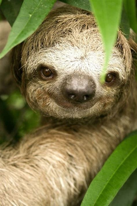 Sloth Smile Cute Animals Sloth Animals Wild