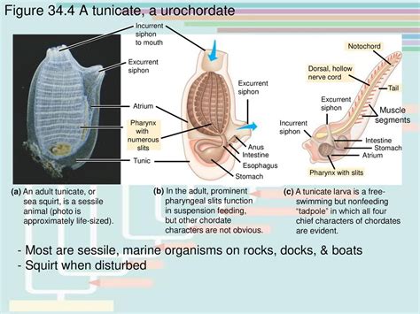 Figure Hypothetical Phylogeny Of Chordates Ppt Download