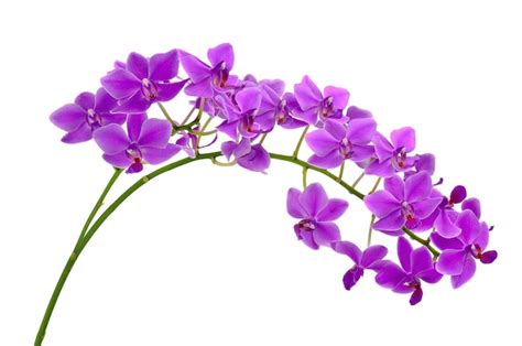 Premium Photo Blooming Twig Of Purple Orchid Isolated On White