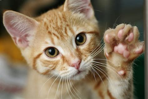 If Your Cat Swats With Its Left Paw Its Probably Male Cats Feral