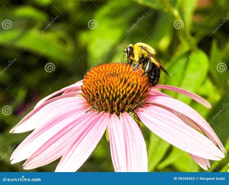 Closeup Of Bee Atop Of A Coneflower Stock Image Image Of Orange