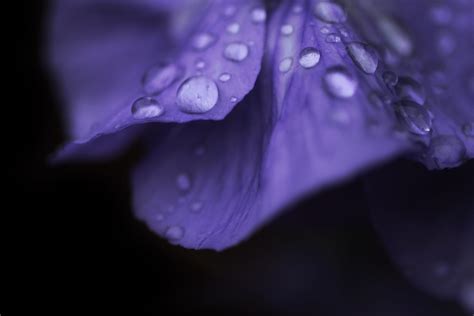 Wallpaper Monochrome Flowers Purple Water Drops Blue Dew Leaf