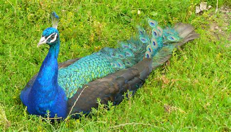 Free Images Peacock Peafowl Bird Galliformes Phasianidae Beak