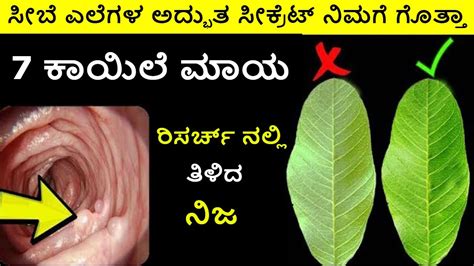 It can be used to treat general pain, respiratory tract infections, rheumatism, and arthritis. ಸೀಬೆ ಎಲೆಗಳ ಅದ್ಭುತ ಸೀಕ್ರೆಟ್ ನಿಮಗೆ ಗೊತ್ತಾ 7 ಕಾಯಿಲೆ ಮಾಯ ...