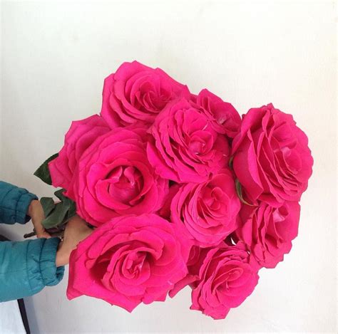 Big And Bigger Pink Floyd Roses Rose Flowers Pink