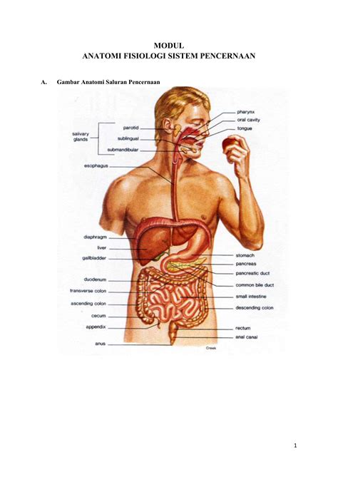 Anatomi Fisiologi Sistem Pencernaan Berbagi Informasi