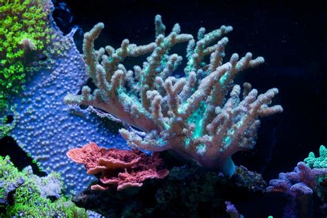 4 Types Of Corals