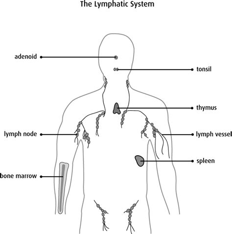 The Lymphatic System Your Immune System And Detox Hero — Anne Lemons