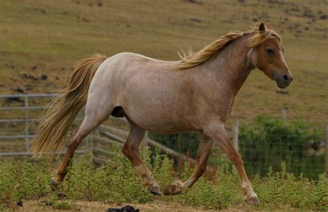Breeding Herd Welsh Mountain Ponies Moelbanc Stud