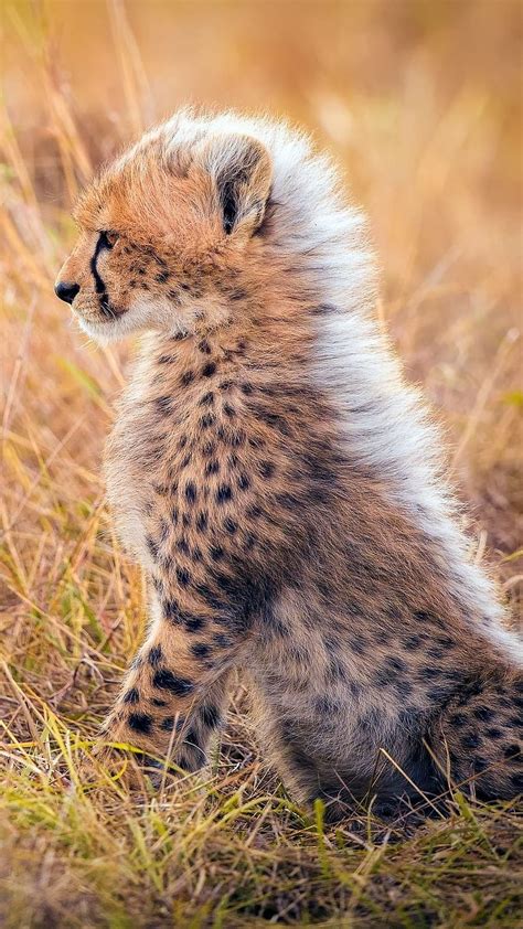 1920x1080px 1080p Free Download Cute Baby Animals Cheetah Cub
