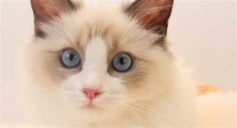 Ragdoll Cat Care Traits And Breed Guide