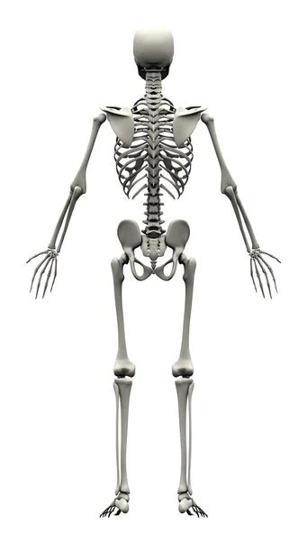 Human Skeleton — Stock Photo © Newartgraphics 19874489