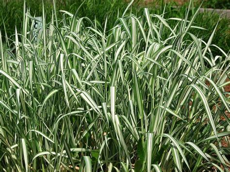 1000 Variegated Ribbon Grass Reed Canary Phalaris Arundinacea Etsy