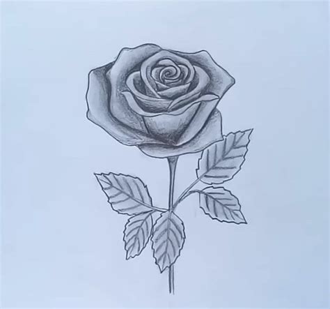 How To Draw A Simple Rose For Beginners Step By Step In This Blog Post