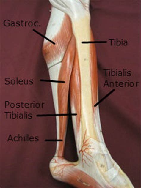Lower Leg Muscle Diagram Labeled 3 Muscle Chart Free Download