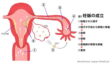 妊娠の仕組みと不妊の原因 不妊の場合はどんな検査をするのか？