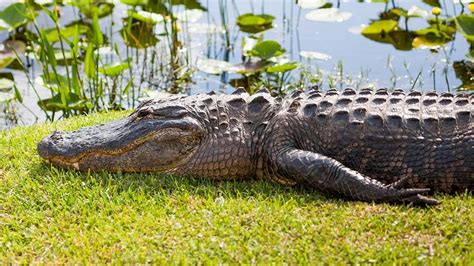 12 Foot Alligator Caught First Day Of Hunting Season Fox News