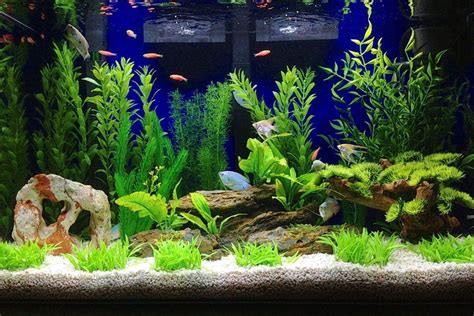 29 Gallon Aquarium 30 Gallon Fish Tank Aquarium Fish Planted Betta