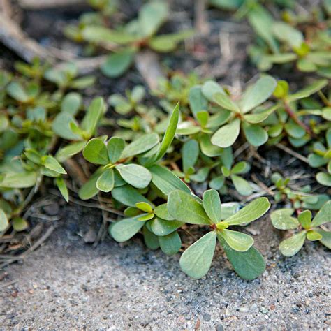 Ground Cover Weeds With Purple Leaves The Smell Comes From The Leaves