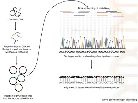What Is Genome Sequencing 3 Best Genome Sequencing Methods
