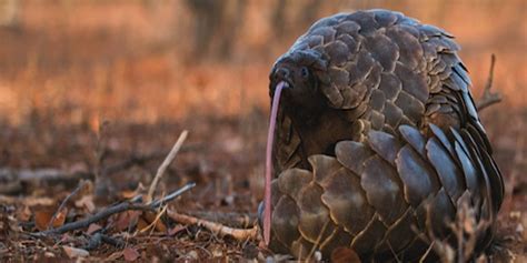 What Is A Pangolin Guide To Pangolins Of Africa And Asia ️