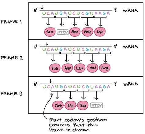 A Codon Consists Of A Sequence Of How Many Nucleotides