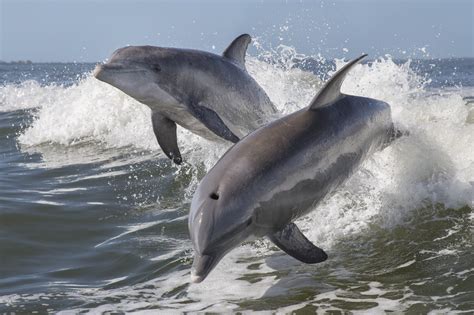 Common Bottlenose Dolphin Facts Habitat Diet Conservation And More