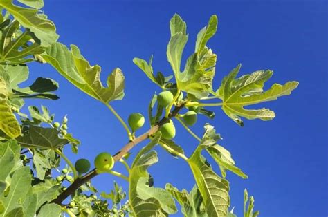 11 Different Types Of Fig Trees Plus Interesting Facts Nayturr