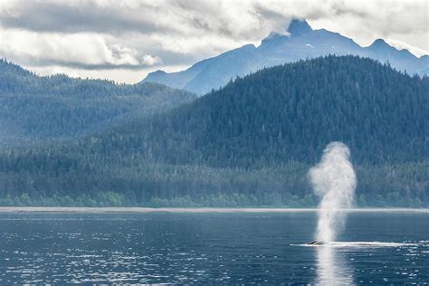 Usa Alaska Tongass National Forest Photograph By Jaynes Gallery