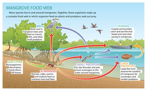 Mangrove Food Web On Behance