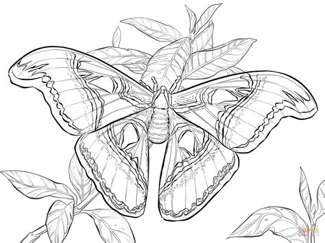 This simple cat colouring page is fun for younger kids to colour in, and you could even make it into an easy cat print and colour our elephant colouring page for younger children. Realistic Atlas Moth coloring page | Free Printable ...