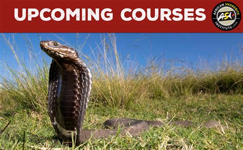 Gauteng Snake Courses African Snakebite Institute