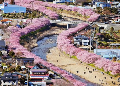 日本樱花节开幕在即 最美赏花地竟然在这里！附赏樱最强攻略各地樱花开放日期预测 京都旅游攻略 游记 去哪儿攻略