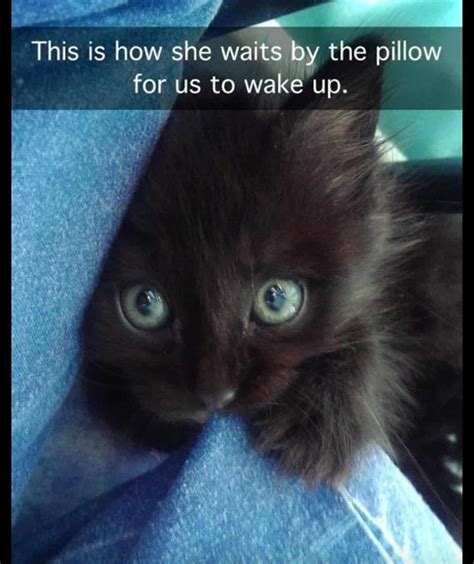 Kitten Memes To Brighten Your Day In The Most Purrfect Way