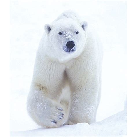 Individuele Essence Polar Bear Ijsbeer Van De Wild Animal Essences