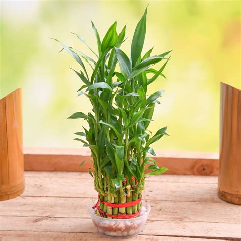 Lucky Bamboo Best 7 Low Maintenance Indoor Plants Lucky Bamboo