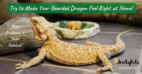 Bearded Dragon Care Guide Ultimate How To For Beginners Amity Pets