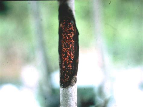 Nectria Canker And Dieback