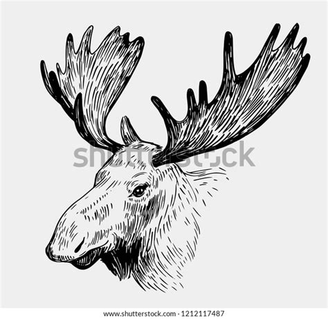 Moose Head Hand Drawn Sketch Converted Stock Vector Royalty Free