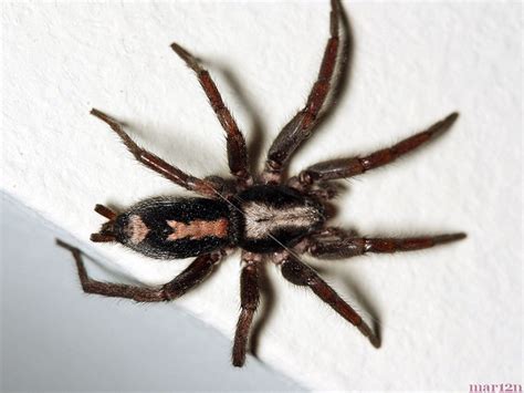 We did not find results for: Eastern Parson Spider - Herpyllus ecclesiasticus - North ...