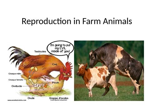 Reproduction In Farm Animals Docsity