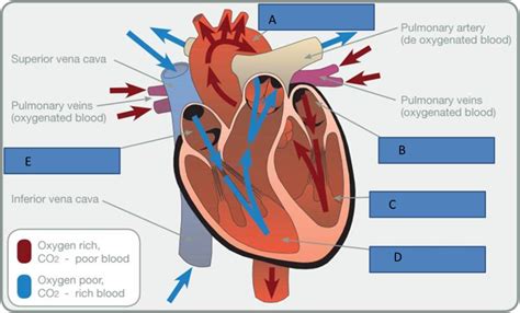 L2 Anatomy And Physiology Test Revision Heart And Lungs