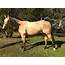 PIP  Quarter Horse Mare Buckskin Horses For Sale NSW Sydney