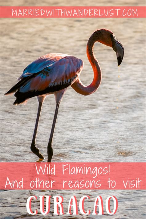Wild Flamingos And Other Reasons To Visit Curaçao Married With